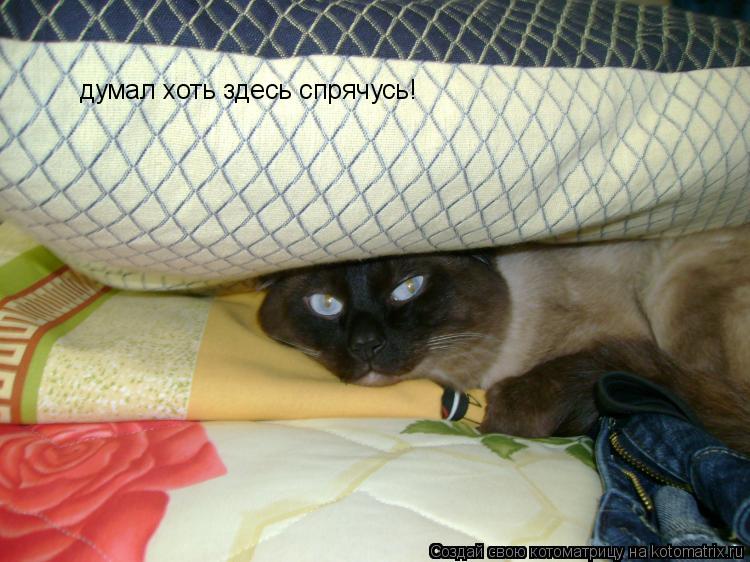 Котоматрица: думал хоть здесь спрячусь!