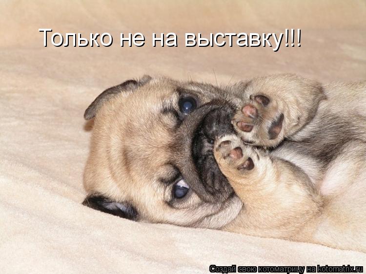 Котоматрица: Только не на выставку!!!