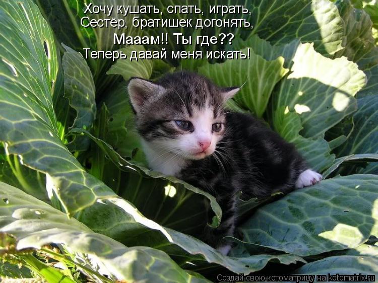 Хочу кушать, спать, играть, Сестёр, братишек догонять, Мааам!! Ты где?? Теперь давай меня искать!... Котоматрица: Хочу кушать, спать, играть, Сестёр, братишек догонять, Мааам!! Ты где?? Теперь давай меня искать!