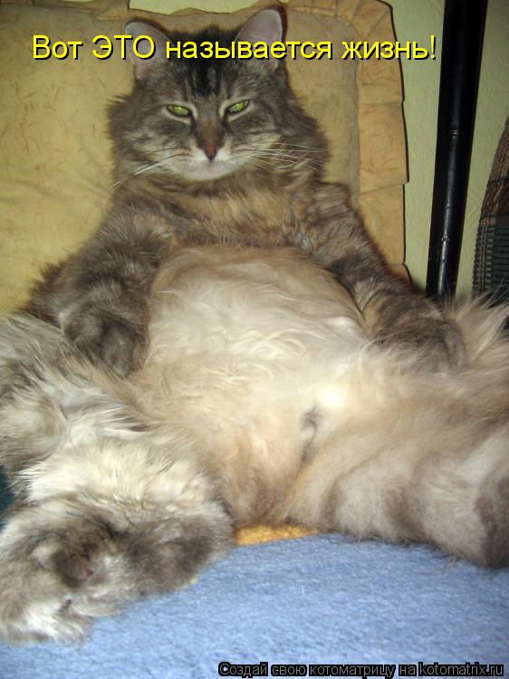 Котоматрица: Вот ЭТО называется жизнь!