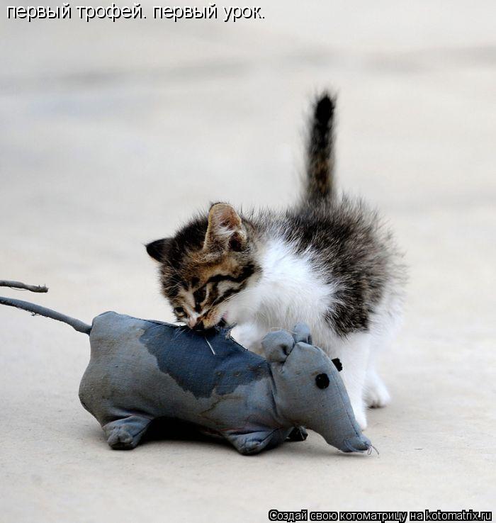 Котоматрица: первый трофей. первый урок.