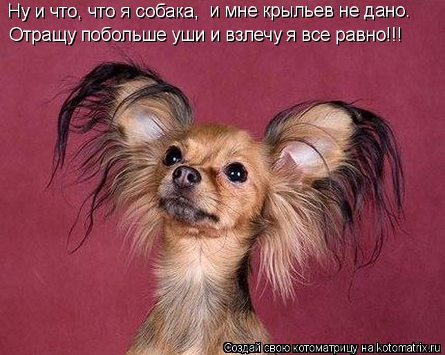 Котоматрица: Ну и что, что я собака, и мне крыльев не дано. Отращу побольше уши и взлечу я все равно!!!