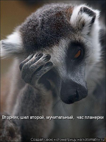 Котоматрица: Вторник, шел второй, мучительный,  час планерки Вторник, шел второй, мучительный,  час планерки