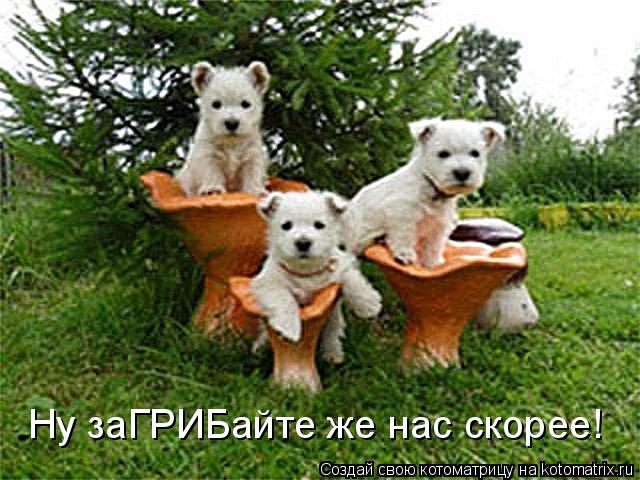 Ну заГРИБайте же нас скорее!... Котоматрица: Ну заГРИБайте же нас скорее!