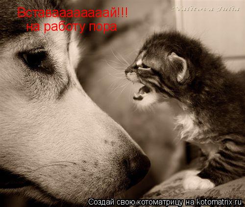 Котоматрица: Вставаааааааай!!! на работу пора