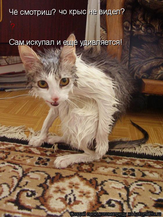 Чё смотриш? чо крыс не видел? ? Сам искупал и ещё удивляется!... Котоматрица: Чё смотриш? чо крыс не видел? ? Сам искупал и ещё удивляется!