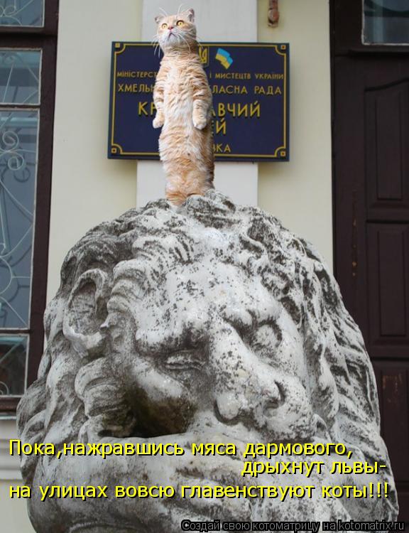 Пока,нажравшись мяса дармового, дрыхнут львы- на улицах вовсю главенствуют коты!!!... Котоматрица: Пока,нажравшись мяса дармового, дрыхнут львы- на улицах вовсю главенствуют коты!!!