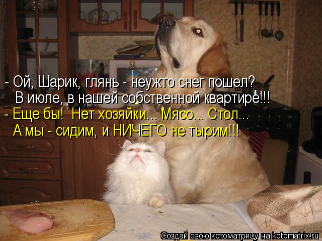 - Ой, Шарик, глянь - неужто снег пошел? В июле, в нашей собственной квартире!!! - Еще бы! Нет хозяй... Котоматрица: - Ой, Шарик, глянь - неужто снег пошел? В июле, в нашей собственной квартире!!! - Еще бы! Нет хозяйки... Мясо... Стол... А мы - сидим, и НИЧЕГО не т