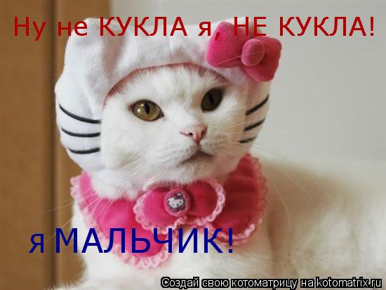 Ну не КУКЛА я, НЕ КУКЛА! Я МАЛЬЧИК!... Котоматрица: Ну не КУКЛА я, НЕ КУКЛА! Я МАЛЬЧИК!