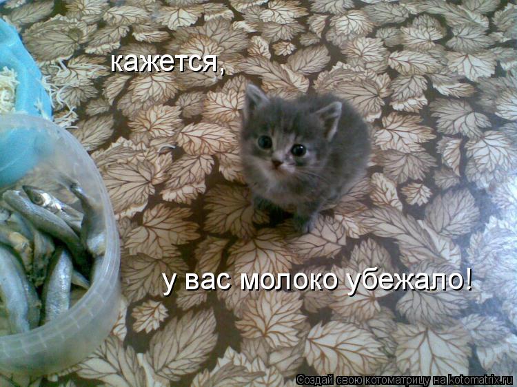 кажется, у вас молоко убежало!... Котоматрица: кажется, у вас молоко убежало!
