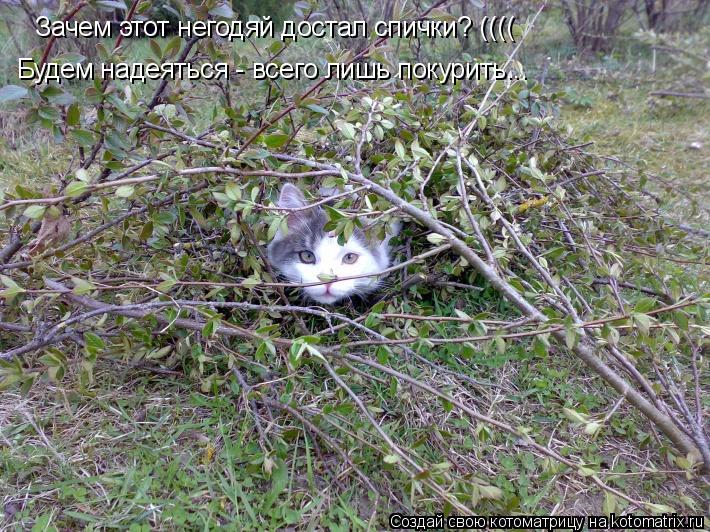 Зачем этот негодяй достал спички? (((( Будем надеяться - всего лишь покурить...... Котоматрица: Зачем этот негодяй достал спички? (((( Будем надеяться - всего лишь покурить...