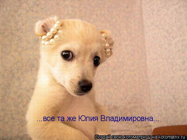 ...все та же Юлия Владимировна...... Котоматрица: ...все та же Юлия Владимировна...