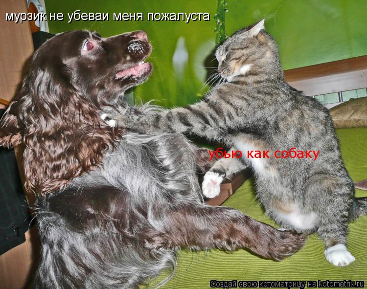 мурзик не убеваи меня пожалуста убью как собаку... Котоматрица: мурзик не убеваи меня пожалуста убью как собаку