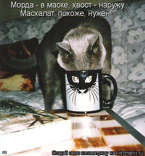 Морда - в маске, хвост - наружу... Масхалат, похоже, нужен!... Котоматрица: Морда - в маске, хвост - наружу... Масхалат, похоже, нужен!
