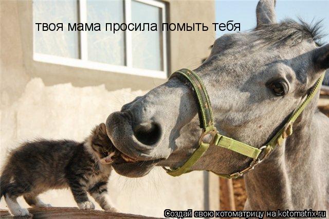твоя мама просила помыть тебя... Котоматрица: твоя мама просила помыть тебя