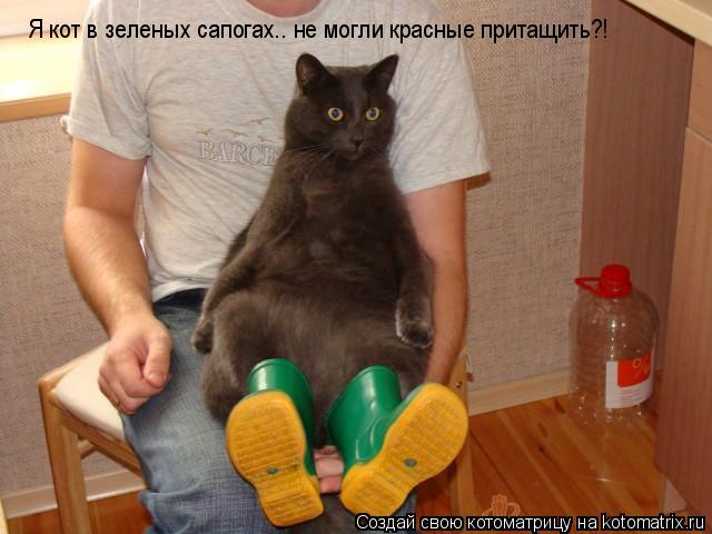 Я кот в зеленых сапогах.. не могли красные притащить?!... Котоматрица: Я кот в зеленых сапогах.. не могли красные притащить?!