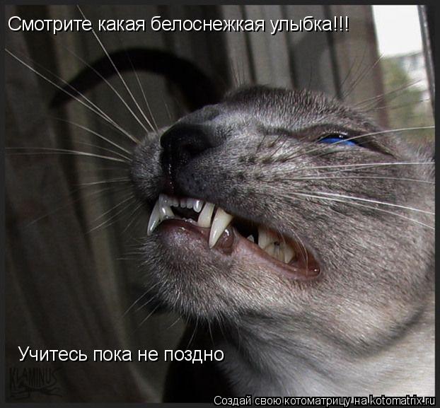 Смотрите какая белоснежкая улыбка!!! Учитесь пока не поздно... Котоматрица: Смотрите какая белоснежкая улыбка!!! Учитесь пока не поздно