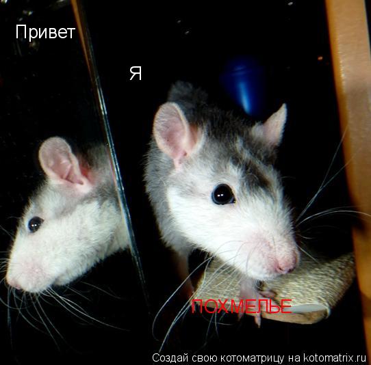 Привет Я ПОХМЕЛЬЕ... Котоматрица: Привет Я ПОХМЕЛЬЕ