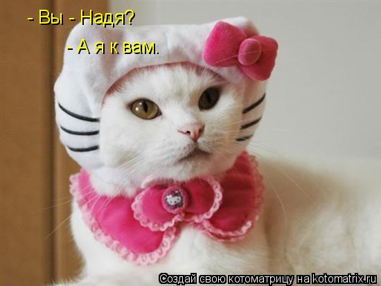 - Вы - Надя? - А я к вам.... Котоматрица: - Вы - Надя? - А я к вам.