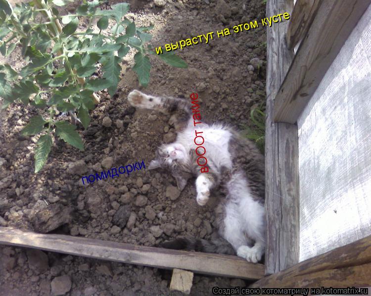 и вырастут на этом кусте вОООт такие помидорки... Котоматрица: и вырастут на этом кусте вОООт такие помидорки