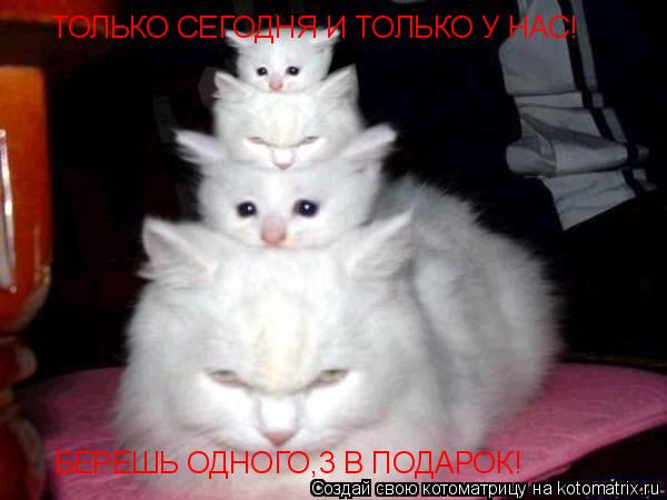 ТОЛЬКО СЕГОДНЯ И ТОЛЬКО У НАС! БЕРЕШЬ ОДНОГО,3 В ПОДАРОК!... Котоматрица: ТОЛЬКО СЕГОДНЯ И ТОЛЬКО У НАС! БЕРЕШЬ ОДНОГО,3 В ПОДАРОК!