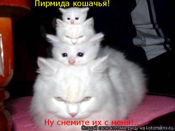 Пирмида кошачья! Ну снемите их с меня!..... Котоматрица: Пирмида кошачья! Ну снемите их с меня!..