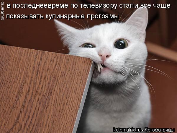 в последнеевреме по телевизору стали все чаще показывать кулинарные програмы... Котоматрица: в последнеевреме по телевизору стали все чаще показывать кулинарные програмы
