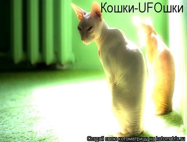 Кошки-UFOшки... Котоматрица: Кошки-UFOшки