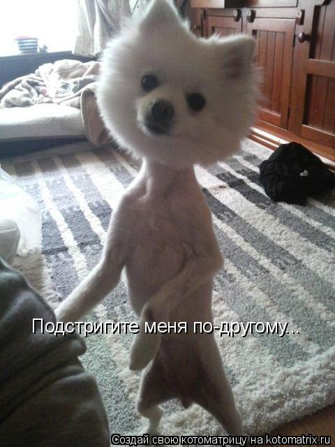 Подстригите меня по-другому...... Котоматрица: Подстригите меня по-другому...
