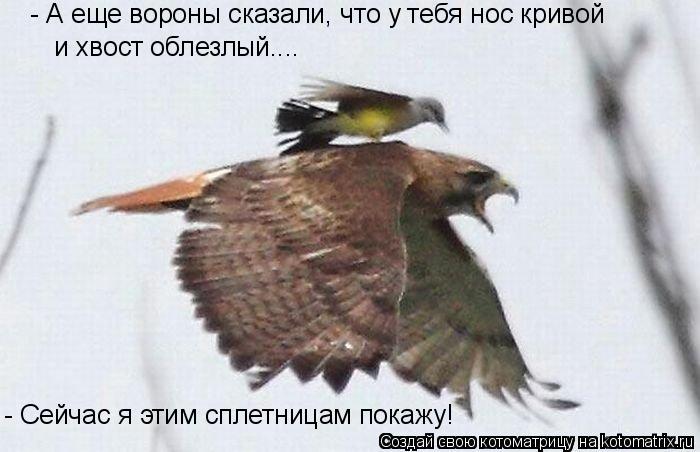 - А еще вороны сказали, что у тебя нос кривой и хвост облезлый.... - Сейчас я этим сплетницам покажу!... Котоматрица: - А еще вороны сказали, что у тебя нос кривой и хвост облезлый.... - Сейчас я этим сплетницам покажу!