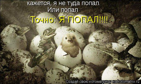 кажется, я не туда попал. Или попал Точно: Я ПОПАЛ!!!!... Котоматрица: кажется, я не туда попал. Или попал Точно: Я ПОПАЛ!!!!