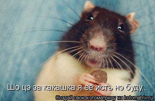 Шо цэ за какашка я её исть нэ буду...... Котоматрица: Шо цэ за какашка я её исть нэ буду...
