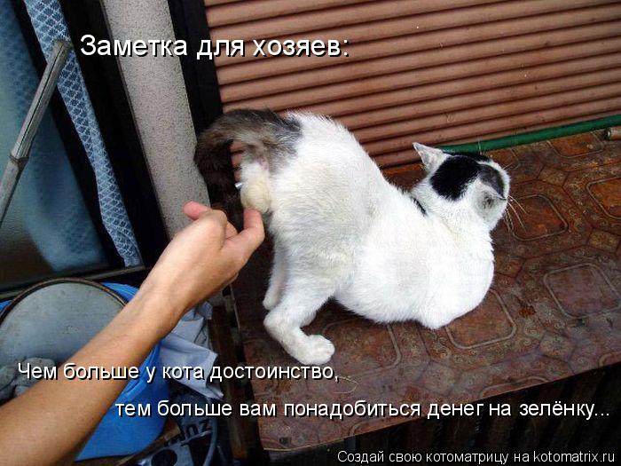 Заметка для хозяев: Чем больше у кота достоинство, тем больше вам понадобиться денег на зелёнку...... Котоматрица: Заметка для хозяев: Чем больше у кота достоинство, тем больше вам понадобиться денег на зелёнку...