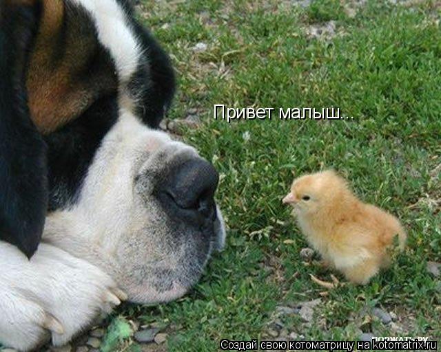 Привет малыш...... Котоматрица: Привет малыш...