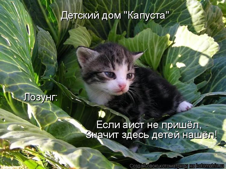 Детский дом "Капуста" Лозунг: Если аист не пришёл, Значит здесь детей нашёл!... Котоматрица: Детский дом "Капуста" Лозунг: Если аист не пришёл, Значит здесь детей нашёл!
