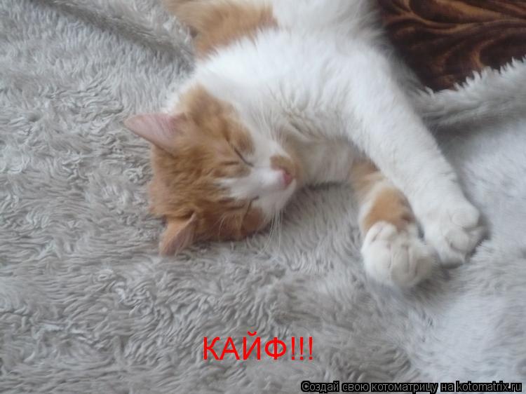 КАЙФ!!!... Котоматрица: КАЙФ!!!