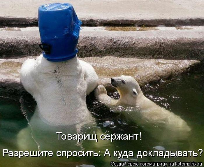 Товарищ сержант! Разрешите спросить: А куда докладывать?... Котоматрица: Товарищ сержант! Разрешите спросить: А куда докладывать?