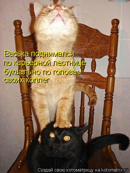 Васька поднимался по карьерной лестнице буквально по головам своих коллег... Котоматрица: Васька поднимался по карьерной лестнице буквально по головам своих коллег