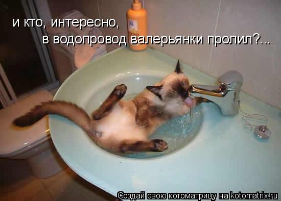 и кто, интересно, в водопровод валерьянки пролил?...... Котоматрица: и кто, интересно, в водопровод валерьянки пролил?...