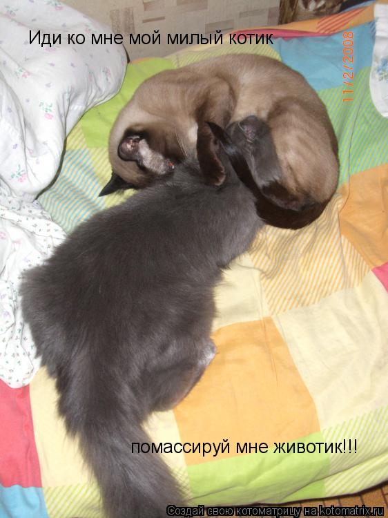 Иди ко мне мой милый котик помассируй мне животик!!!... Котоматрица: Иди ко мне мой милый котик помассируй мне животик!!!