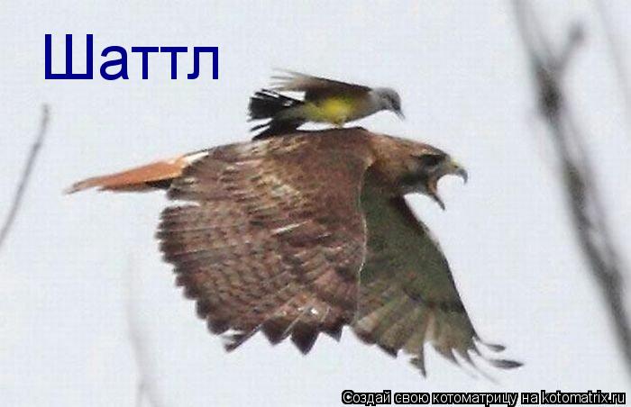 Шаттл... Котоматрица: Шаттл