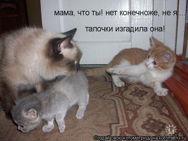 мама, что ты! нет конечноже, не я.... тапочки изгадила она!... Котоматрица: мама, что ты! нет конечноже, не я.... тапочки изгадила она!