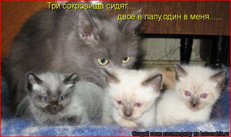 Три сокровища сидят.... двое в папу,один в меня......... Котоматрица: Три сокровища сидят.... двое в папу,один в меня......