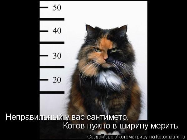 Неправильный у вас сантиметр. Котов нужно в ширину мерить.... Котоматрица: Неправильный у вас сантиметр. Котов нужно в ширину мерить.