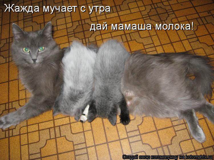 Жажда мучает с утра дай мамаша молока!... Котоматрица: Жажда мучает с утра дай мамаша молока!
