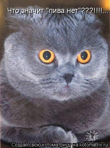Что значит "пива нет"???!!!!...... Котоматрица: Что значит "пива нет"???!!!!...