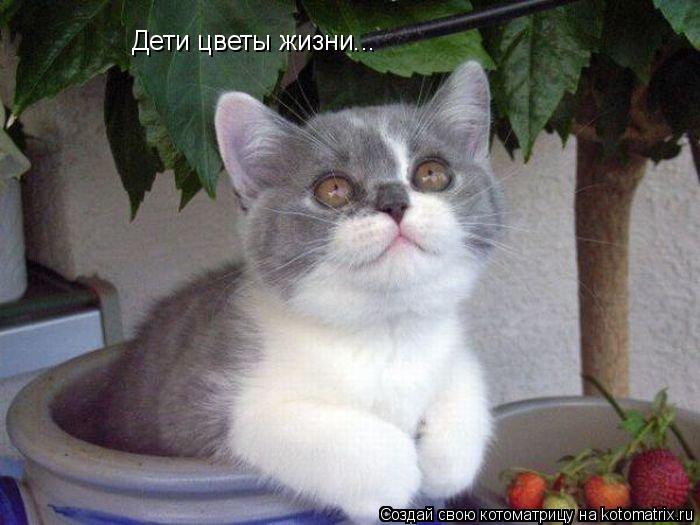 Дети цветы жизни...... Котоматрица: Дети цветы жизни...