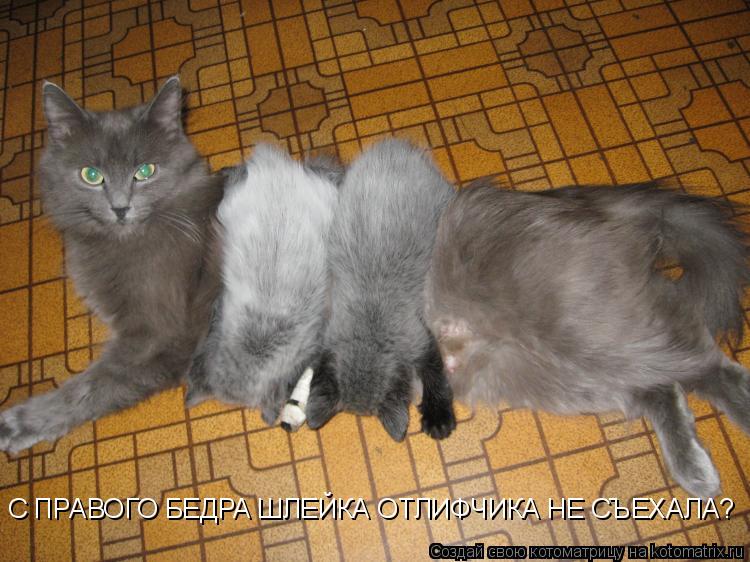 С ПРАВОГО БЕДРА ШЛЕЙКА ОТЛИФЧИКА НЕ СЪЕХАЛА?... Котоматрица: С ПРАВОГО БЕДРА ШЛЕЙКА ОТЛИФЧИКА НЕ СЪЕХАЛА?