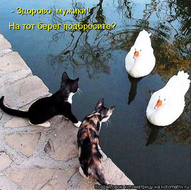 - Здорово, мужики! На тот берег подбросите?... Котоматрица: - Здорово, мужики! На тот берег подбросите?