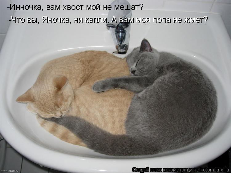 -Инночка, вам хвост мой не мешат? -Что вы, Яночка, ни капли. А вам моя попа не жмет?... Котоматрица: -Инночка, вам хвост мой не мешат? -Что вы, Яночка, ни капли. А вам моя попа не жмет?